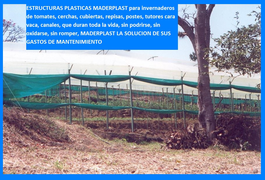 Invernadero para tomates en estructura de madera plástica maderplast invernadero en metal plástico invernadero de tomate vidrio plástico aluminio plástico invernadero de tomateras y tomates 008 Invernadero para tomates en estructura de madera plástica maderplast invernadero en metal plástico invernadero de tomate vidrio plástico aluminio plástico invernadero de tomateras y tomates 008